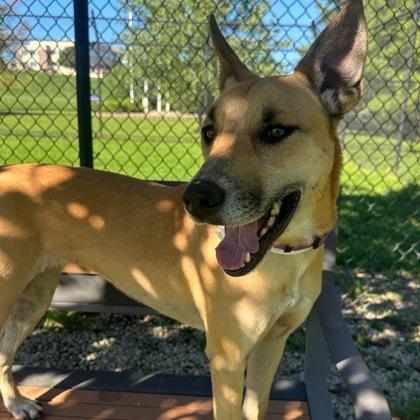 Enlarge Zoom, a Adoptable mixed breed in Dubuque, IA image 2/3