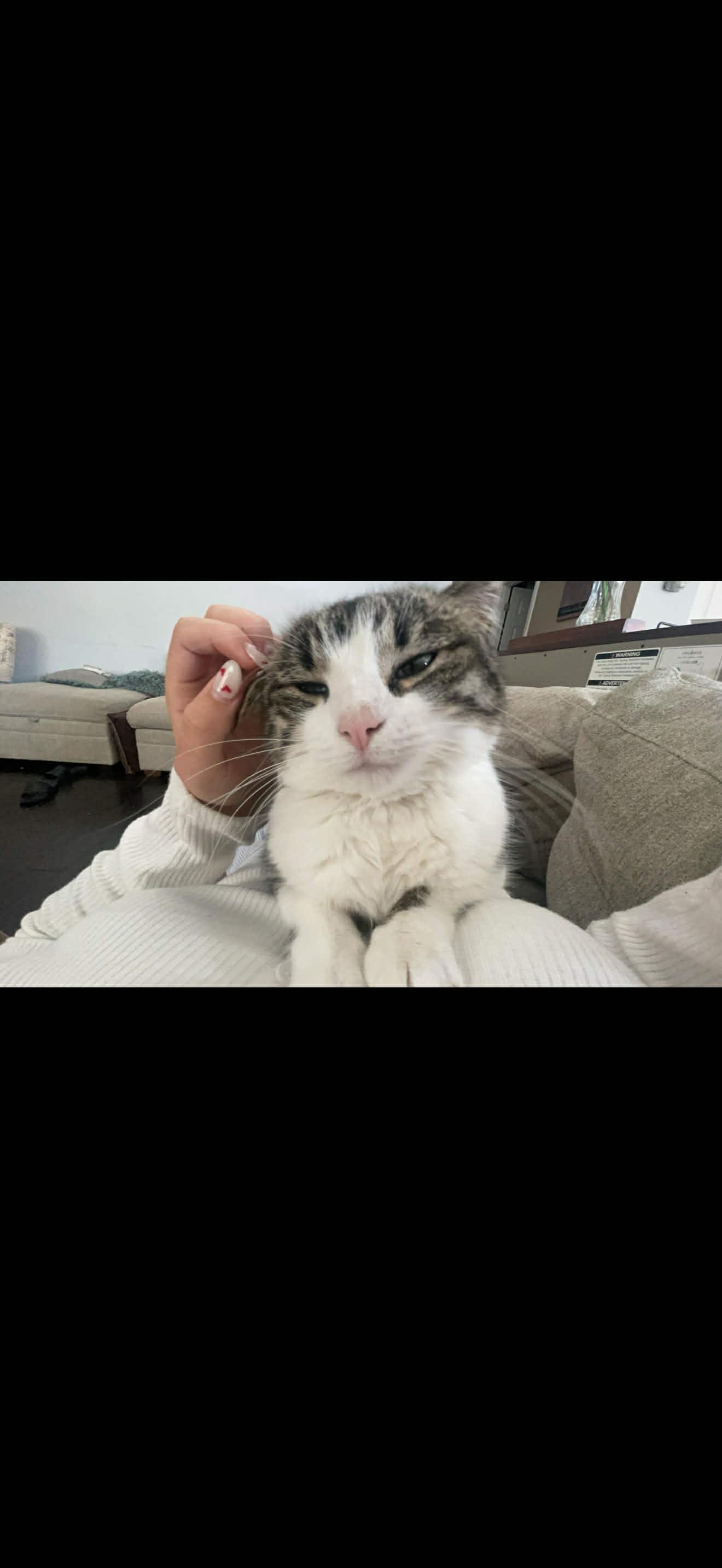 Enlarge Margot, a Adoptable Domestic Short Hair in Wheeling, IL image 3/4