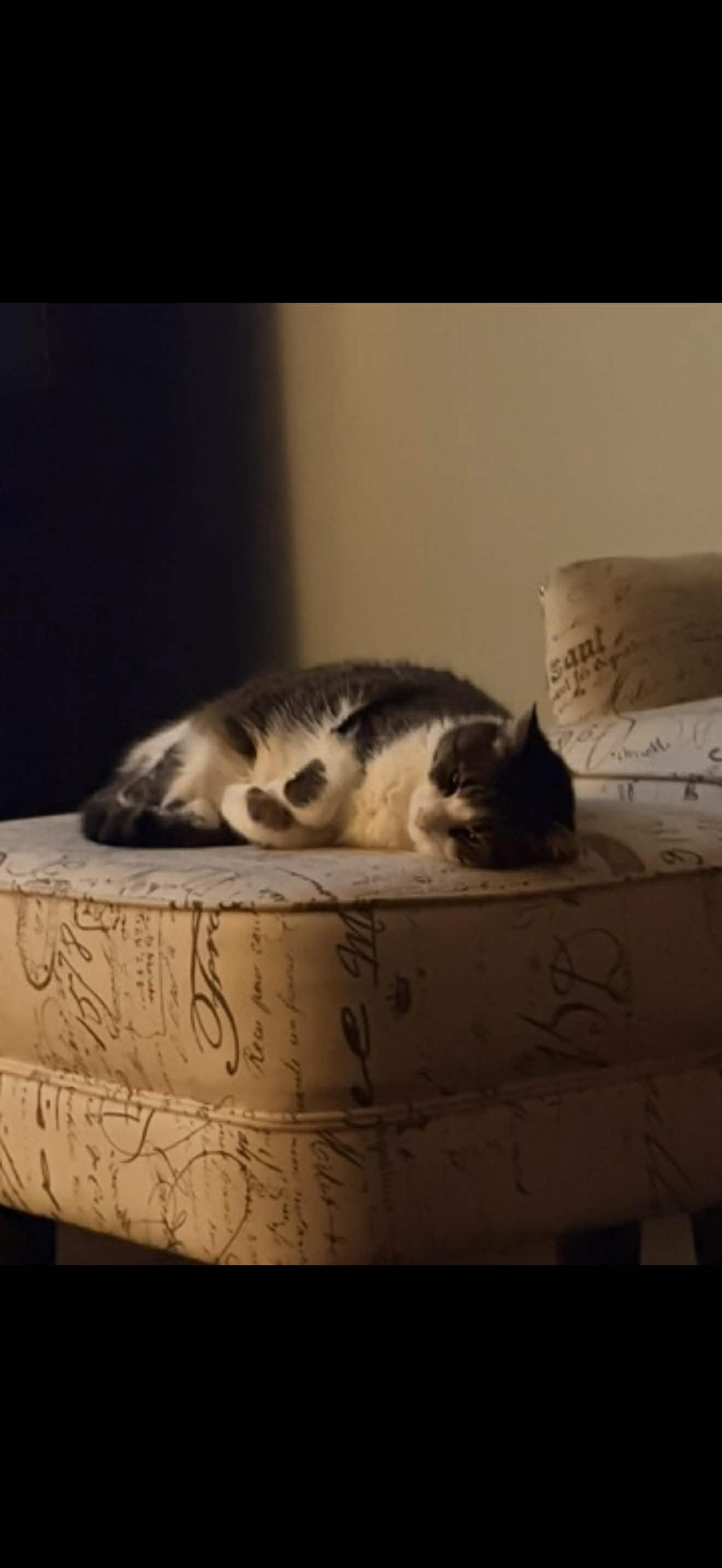 Enlarge Margot, a Adoptable Domestic Short Hair in Wheeling, IL image 4/4