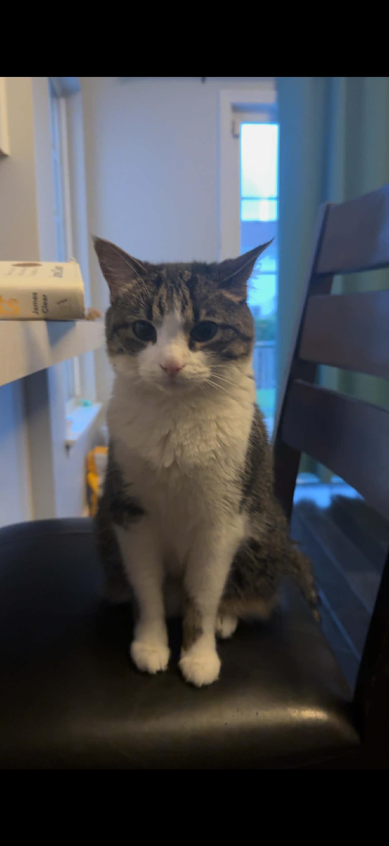 Enlarge Margot, a Adoptable Domestic Short Hair in Wheeling, IL image 2/4