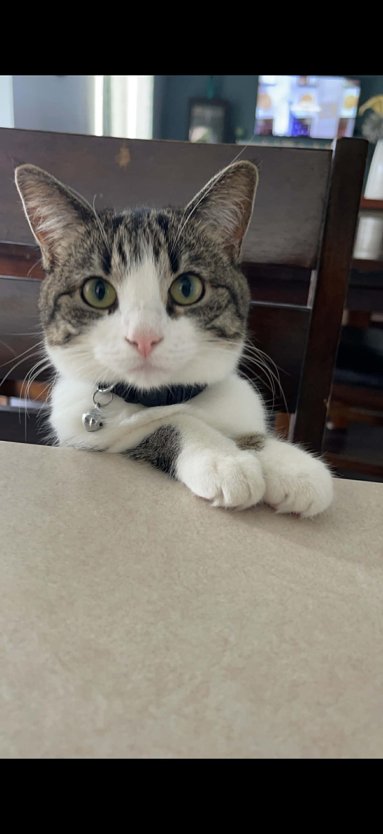 Enlarge Margot, a Adoptable Domestic Short Hair in Wheeling, IL image 1/4