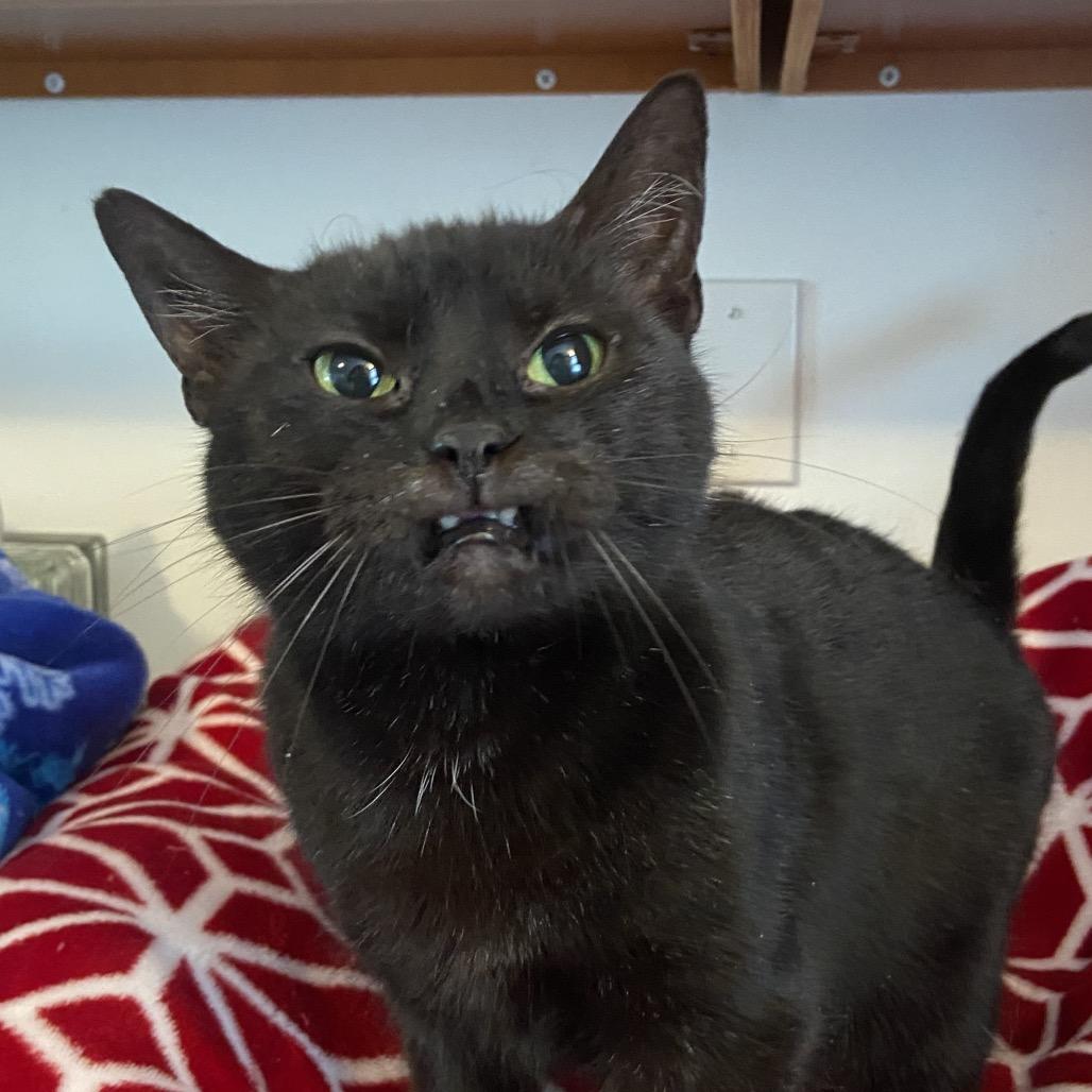 Violet — thumbnail 2