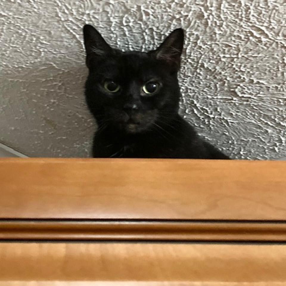 Violet — thumbnail 3