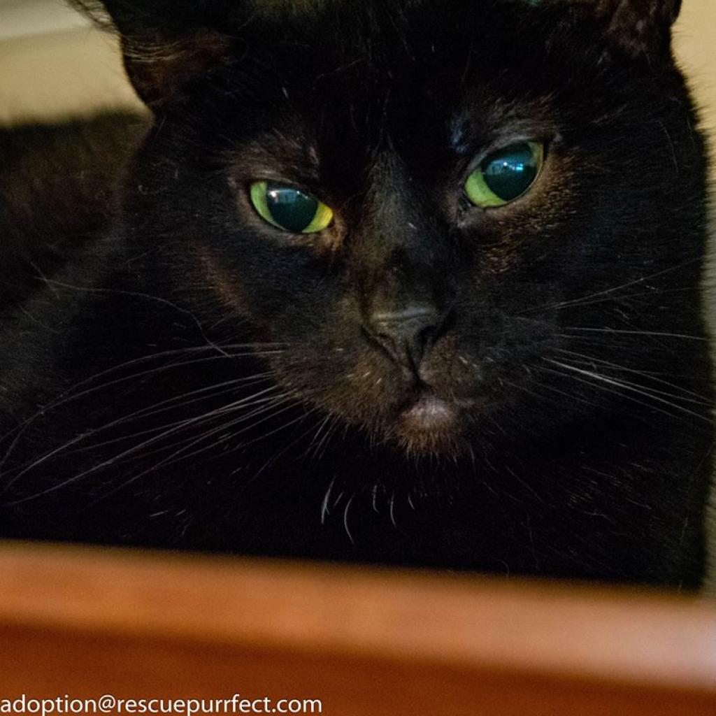 Violet — thumbnail 4