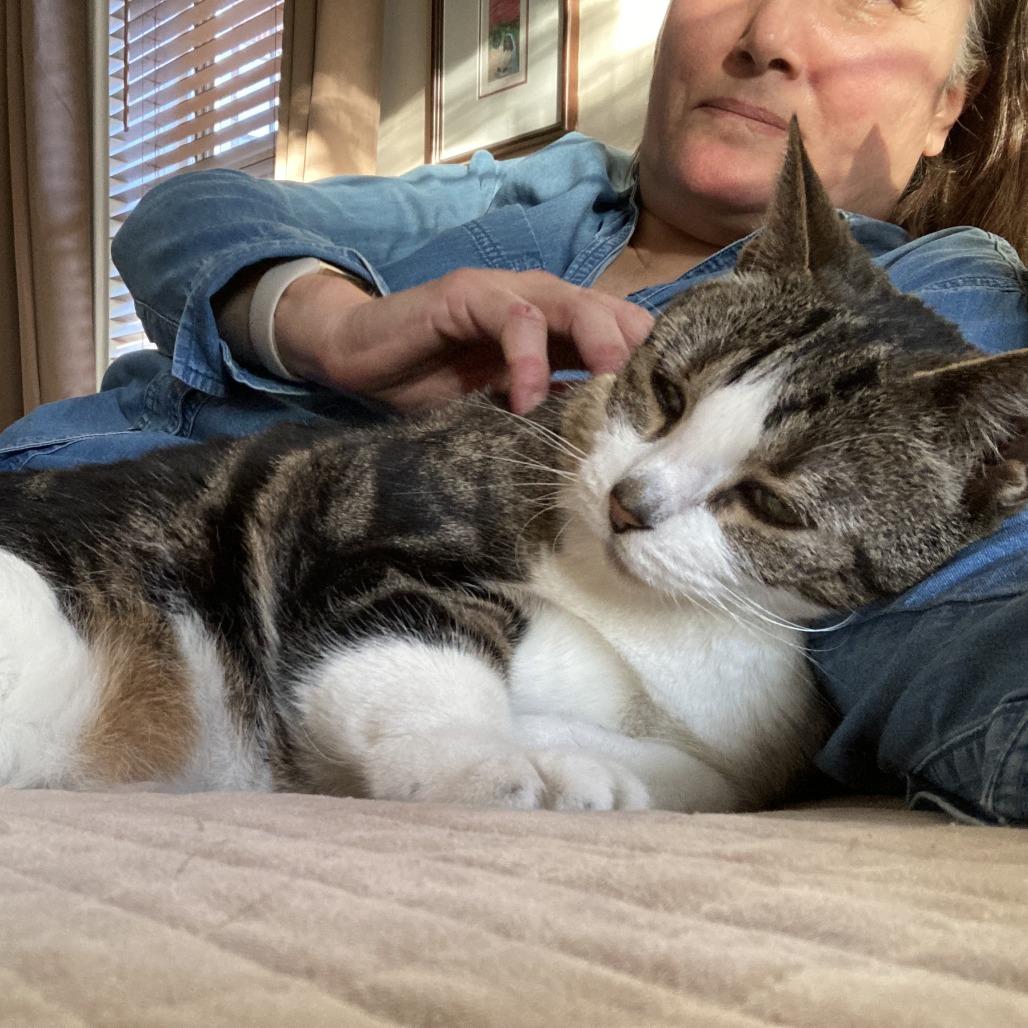 Enlarge Mitatsu, a Adoptable mixed breed in Wantagh, NY image 4/5