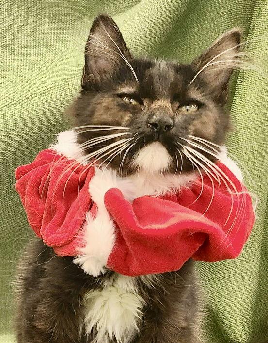 Mittens, Adoptable, Kitten Male Domestic Medium Hair.