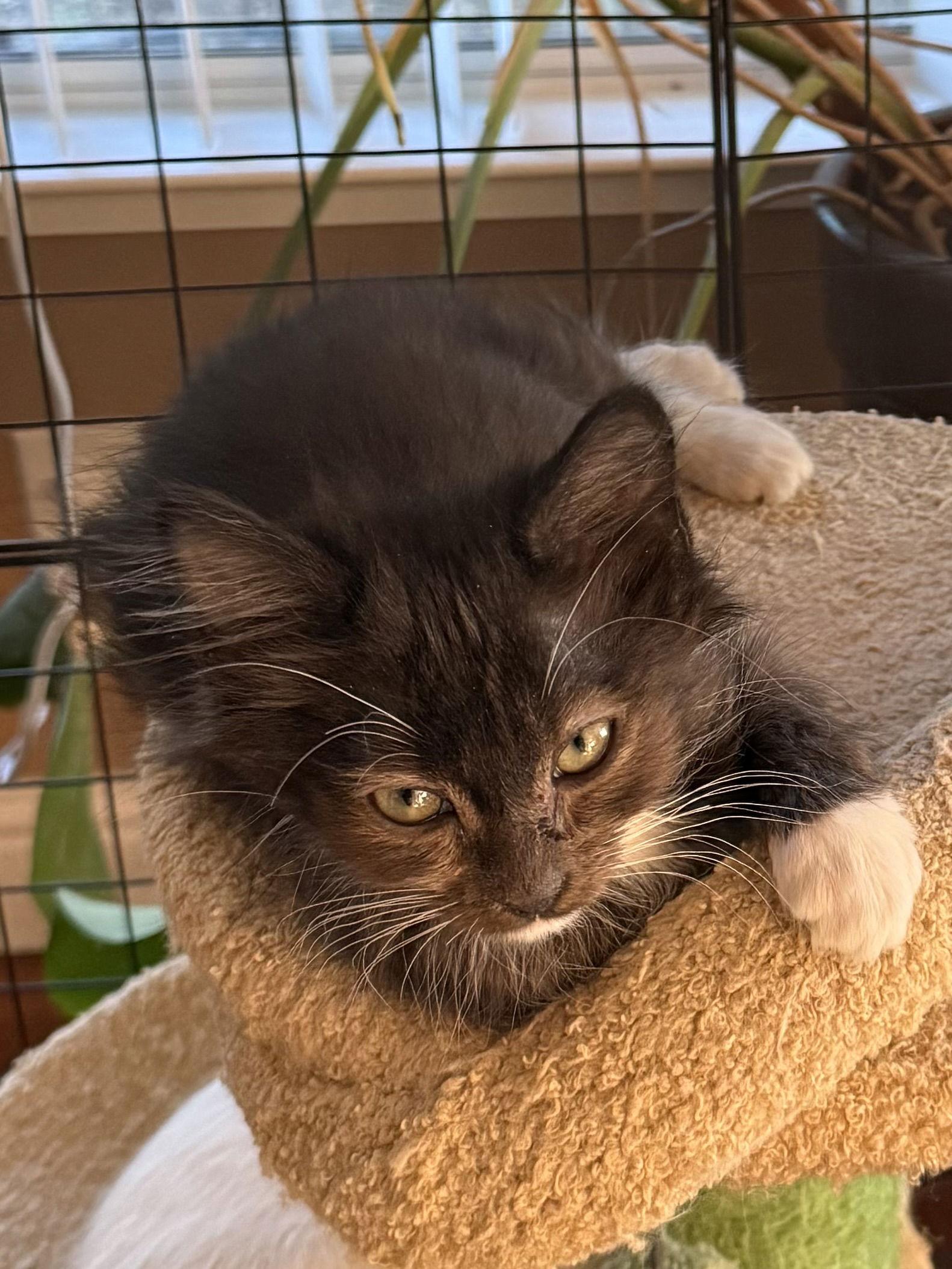 Mittens, a Adoptable Domestic Medium Hair in Antioch, CA image 1/2