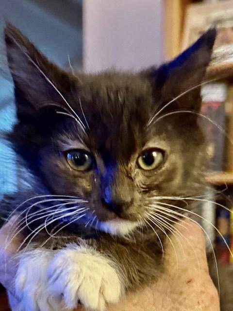 Mittens, a Adoptable Domestic Medium Hair in Antioch, CA image 2/2