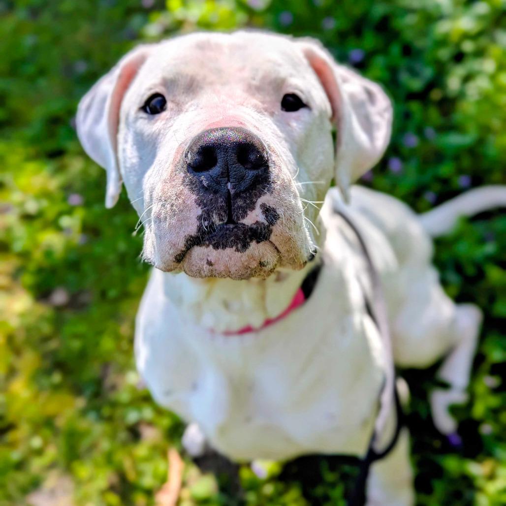 Phoebe, Adoptable, Adult Female Dogo Argentino.