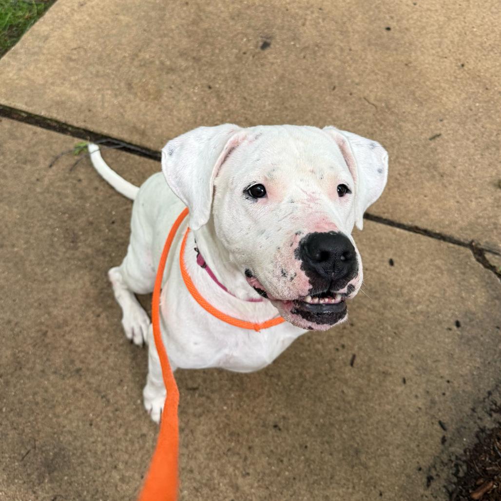 Enlarge Phoebe, a Adoptable Dogo Argentino in Grand Rapids, MI image 2/6