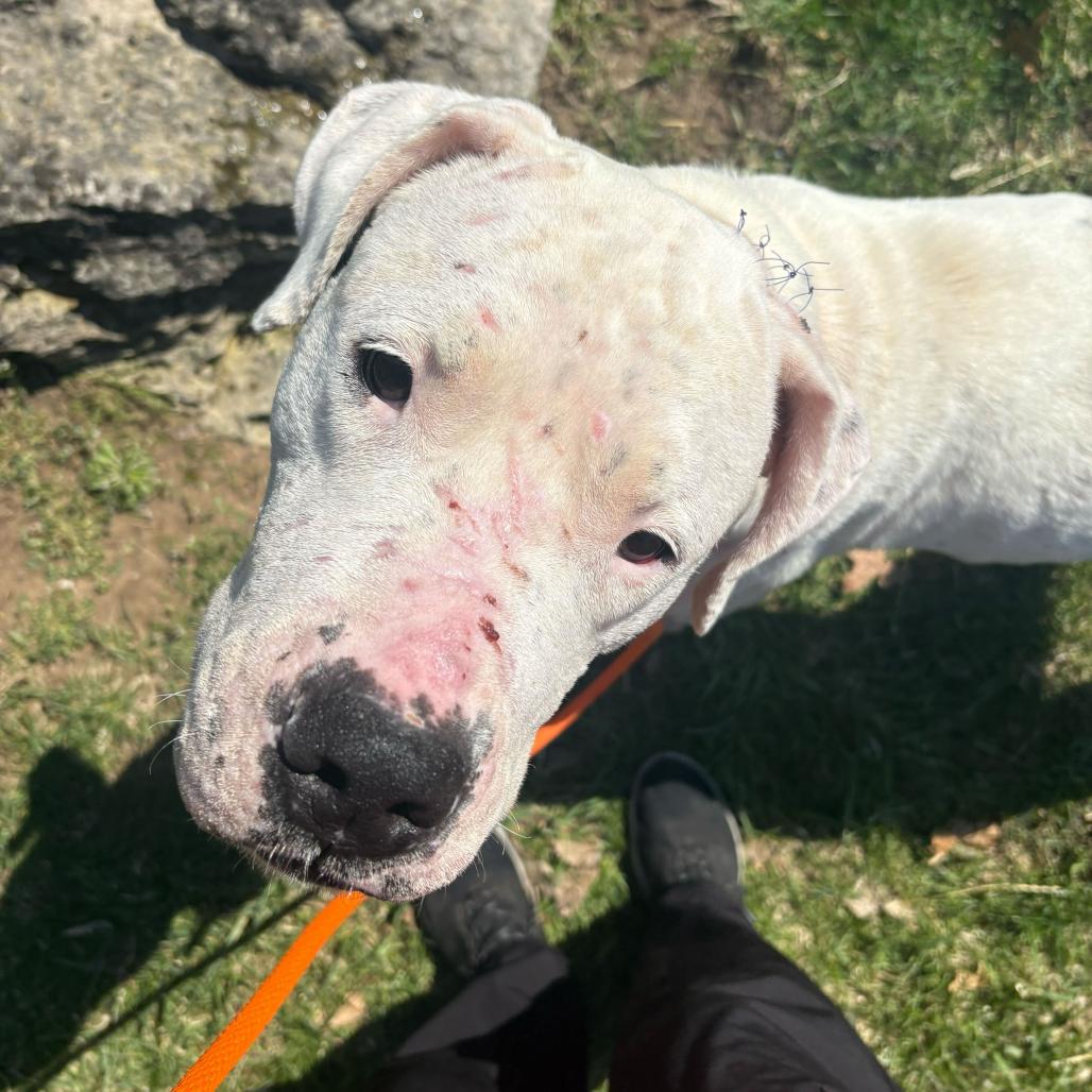 Enlarge Phoebe, a Adoptable Dogo Argentino in Grand Rapids, MI image 3/6