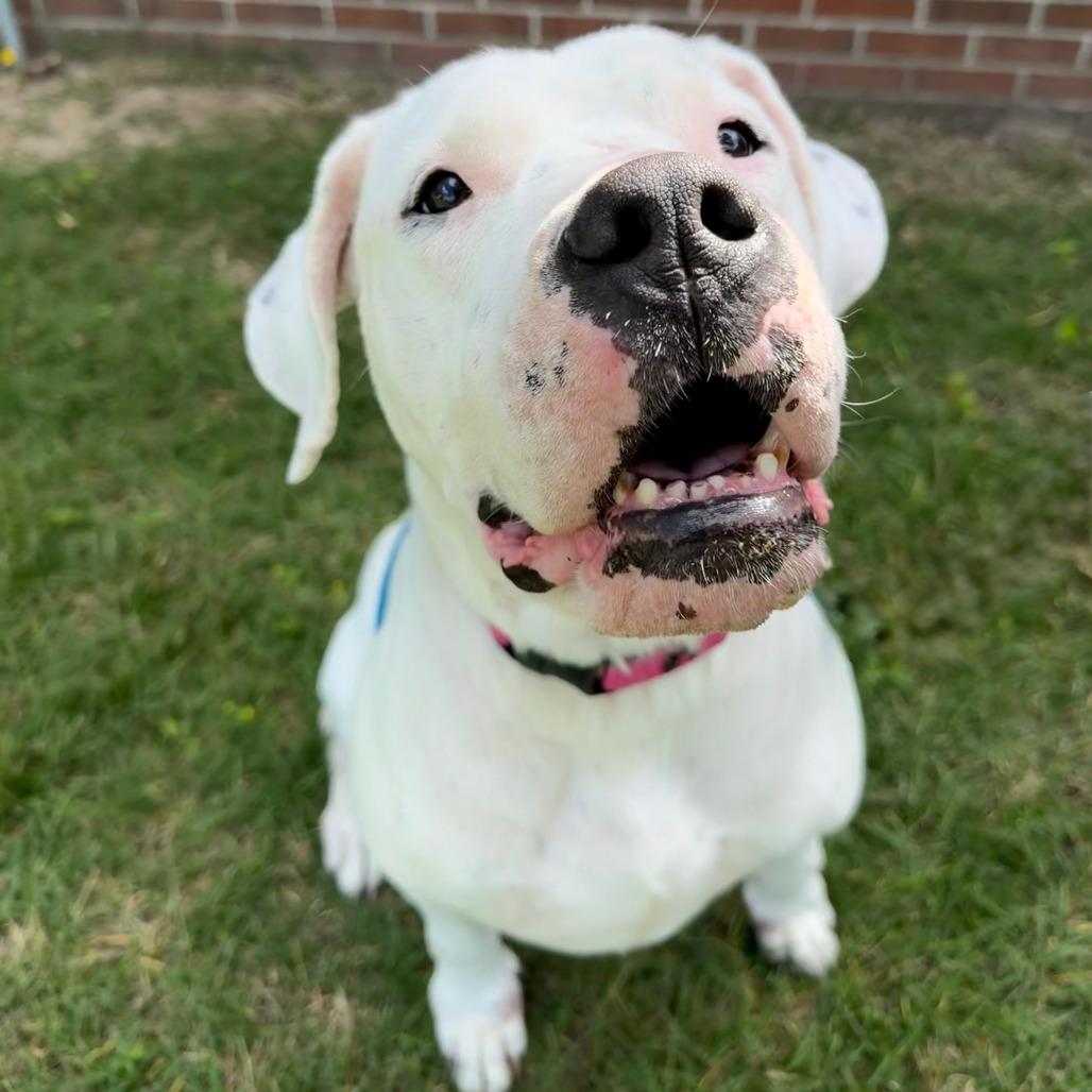 Enlarge Phoebe, a Adoptable Dogo Argentino in Grand Rapids, MI image 4/6