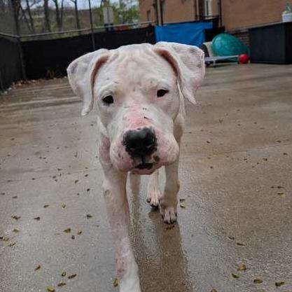 Enlarge Phoebe, a Adoptable Dogo Argentino in Grand Rapids, MI image 5/6