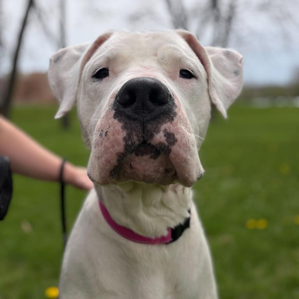 Enlarge Phoebe, a Adoptable Dogo Argentino in Grand Rapids, MI image 6/6
