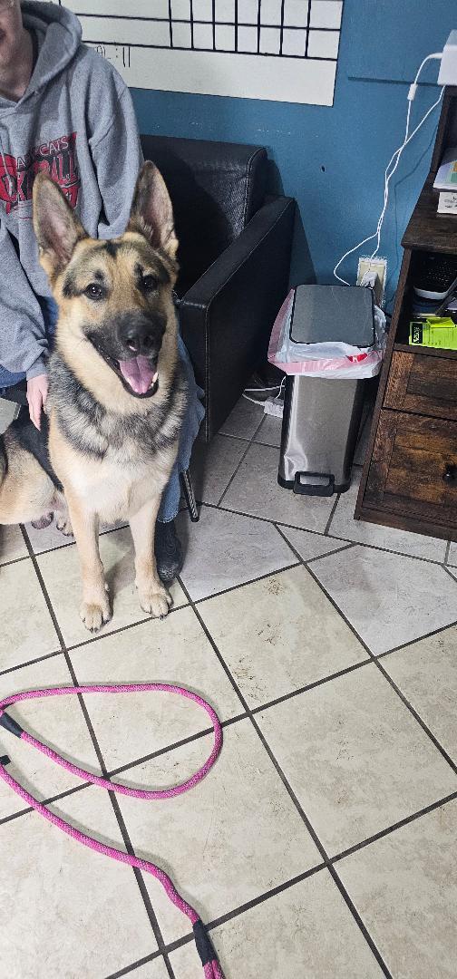 Enlarge Charlie, a Adoptable German Shepherd Dog in Du Quoin, IL image 1/3