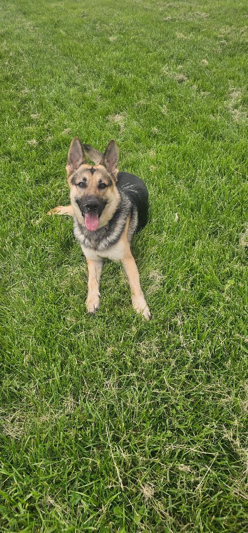 Enlarge Charlie, a Adoptable German Shepherd Dog in Du Quoin, IL image 2/3