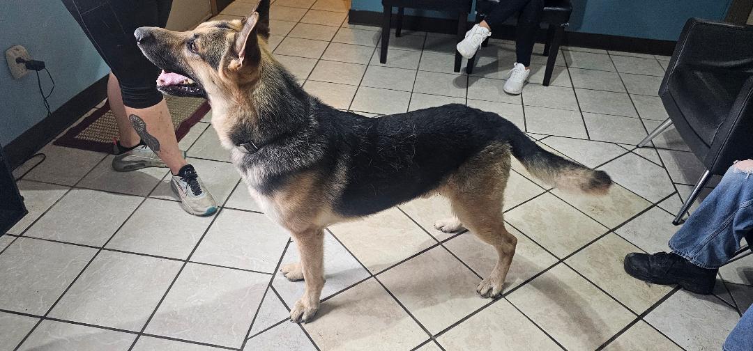 Enlarge Charlie, a Adoptable German Shepherd Dog in Du Quoin, IL image 3/3