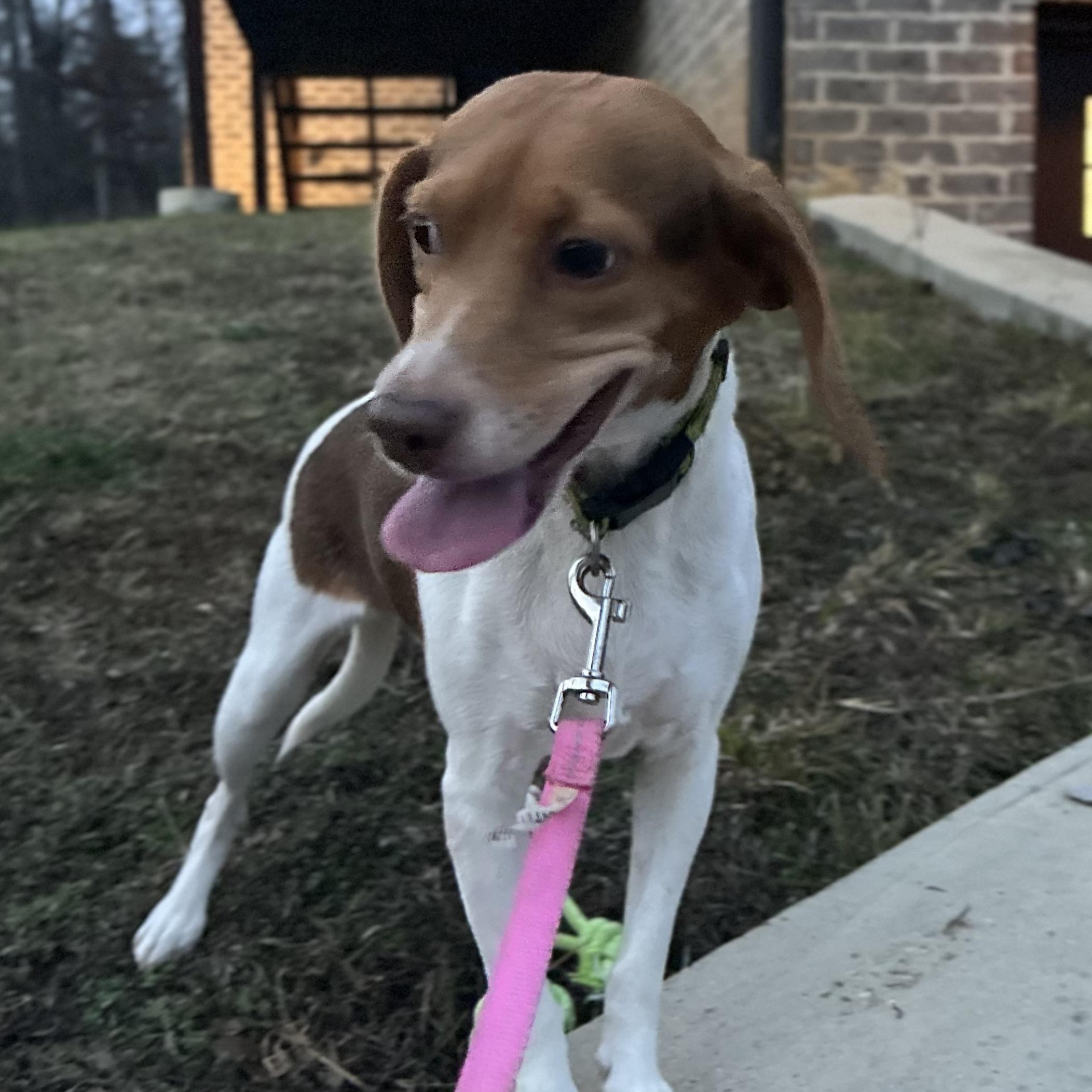 Enlarge Koko, a Adoptable Beagle in Harrisburg, PA image 5/6