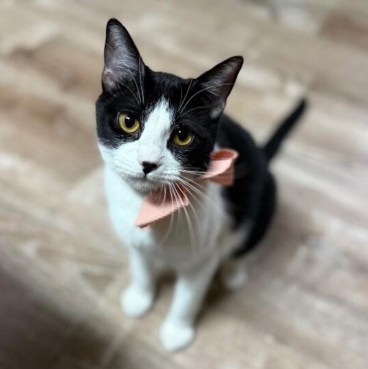 Peanut Pie — thumbnail 4