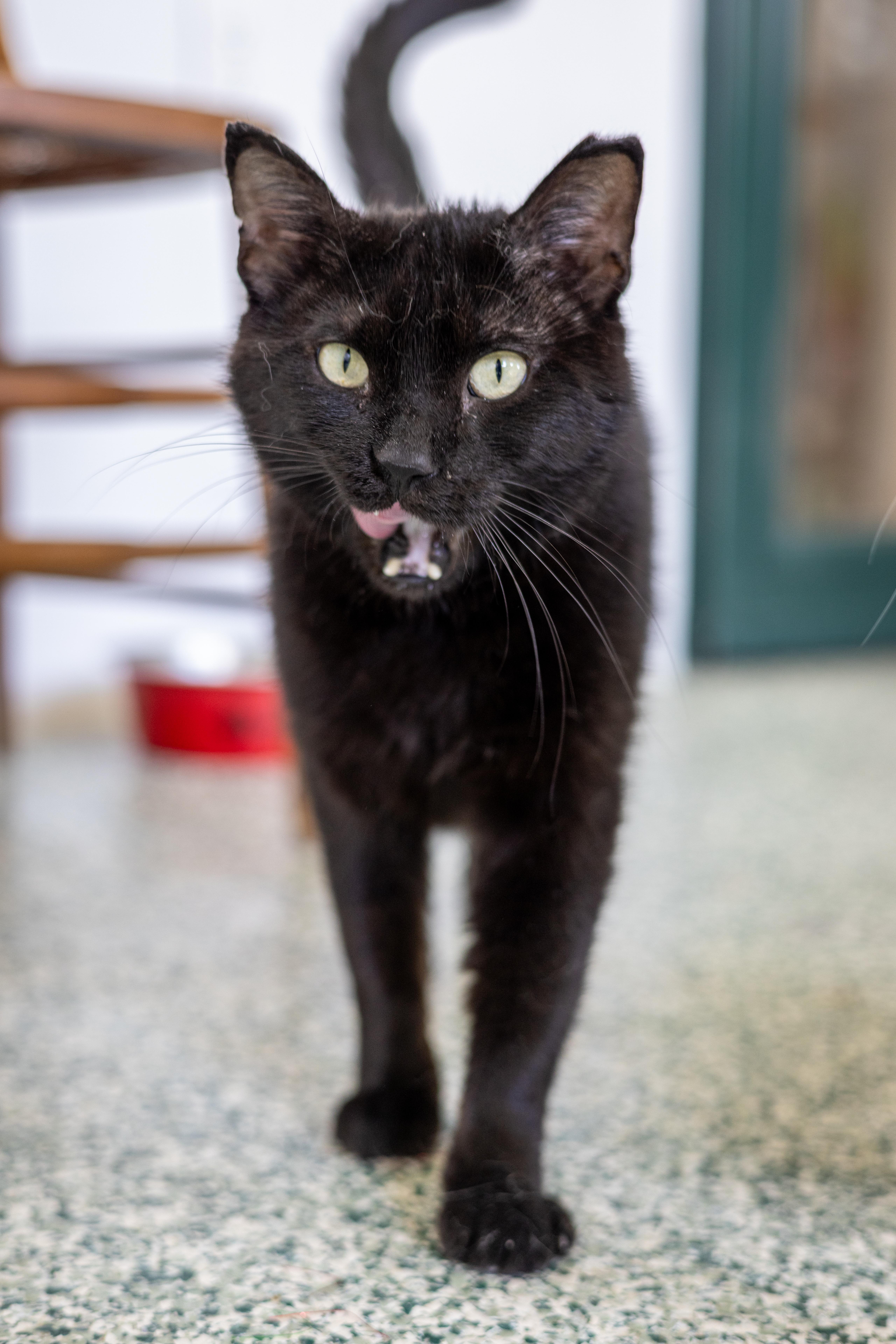 Allister Prowley, Adult Male Domestic Short Hair