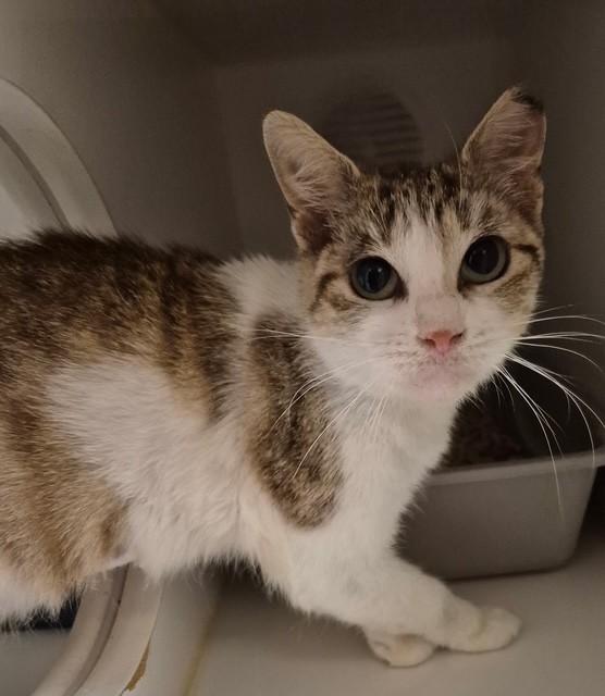LIL MAMA, Adoptable, Adult Female Domestic Short Hair.