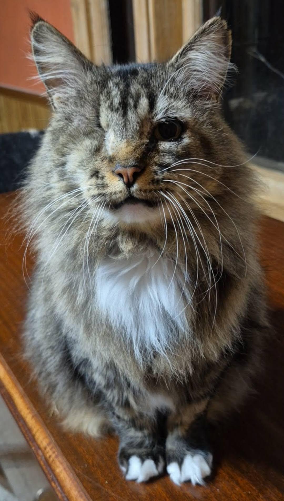 Dumbledore, ADOPTABLE, Adult Male Domestic Long Hair.