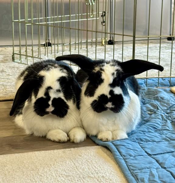 Dewey (bonded with Huey), Adoptable, Adult Female Mini Lop.