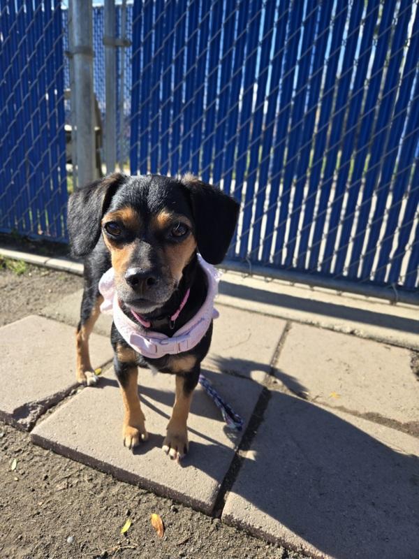 Enlarge Star, a Adoptable mixed breed in Kennewick, WA image 1/1
