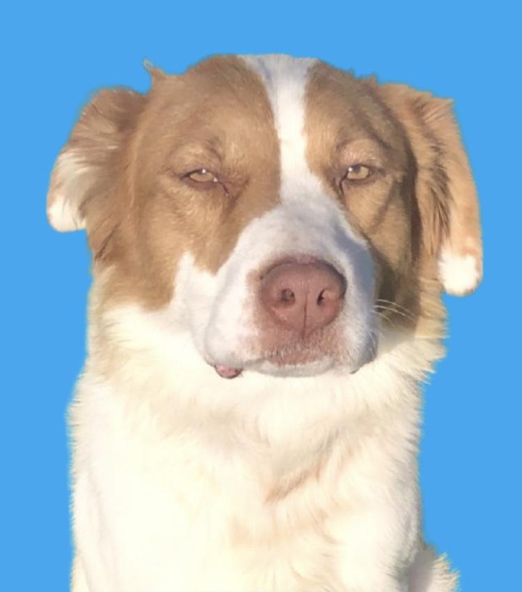 Enlarge Bentley, a Adoptable mixed breed in Pleasant View, TN image 1/5