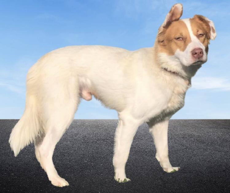 Enlarge Bentley, a Adoptable mixed breed in Pleasant View, TN image 4/5