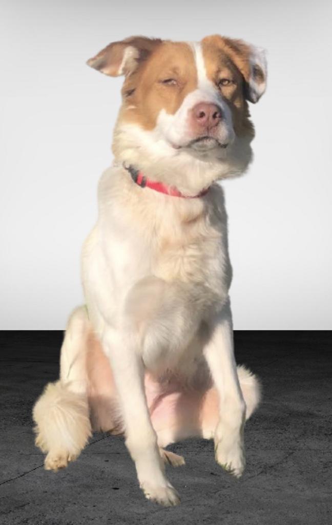 Enlarge Bentley, a Adoptable mixed breed in Pleasant View, TN image 5/5