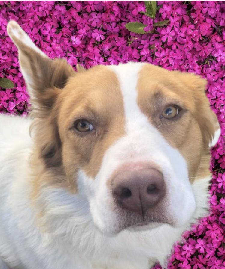 Enlarge Bentley, a Adoptable mixed breed in Pleasant View, TN image 2/5