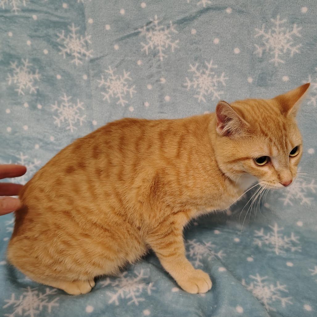 Valentino, a Adoptable Domestic Short Hair in Coos Bay, OR image 1/4