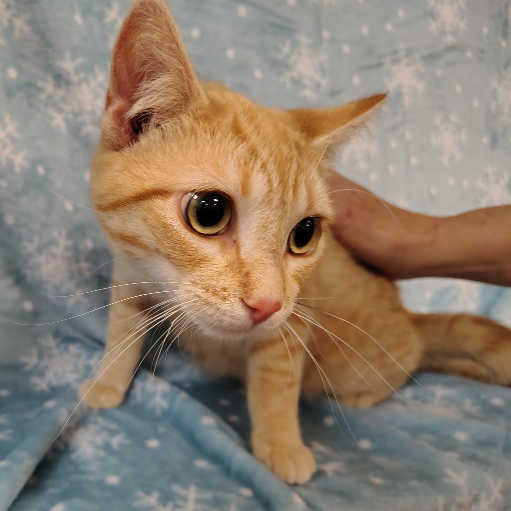 Valentino, a Adoptable Domestic Short Hair in Coos Bay, OR image 3/4