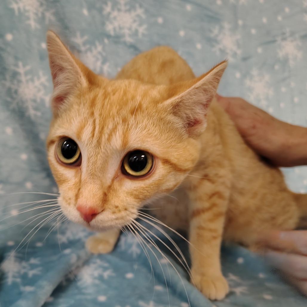 Valentino, a Adoptable Domestic Short Hair in Coos Bay, OR image 4/4