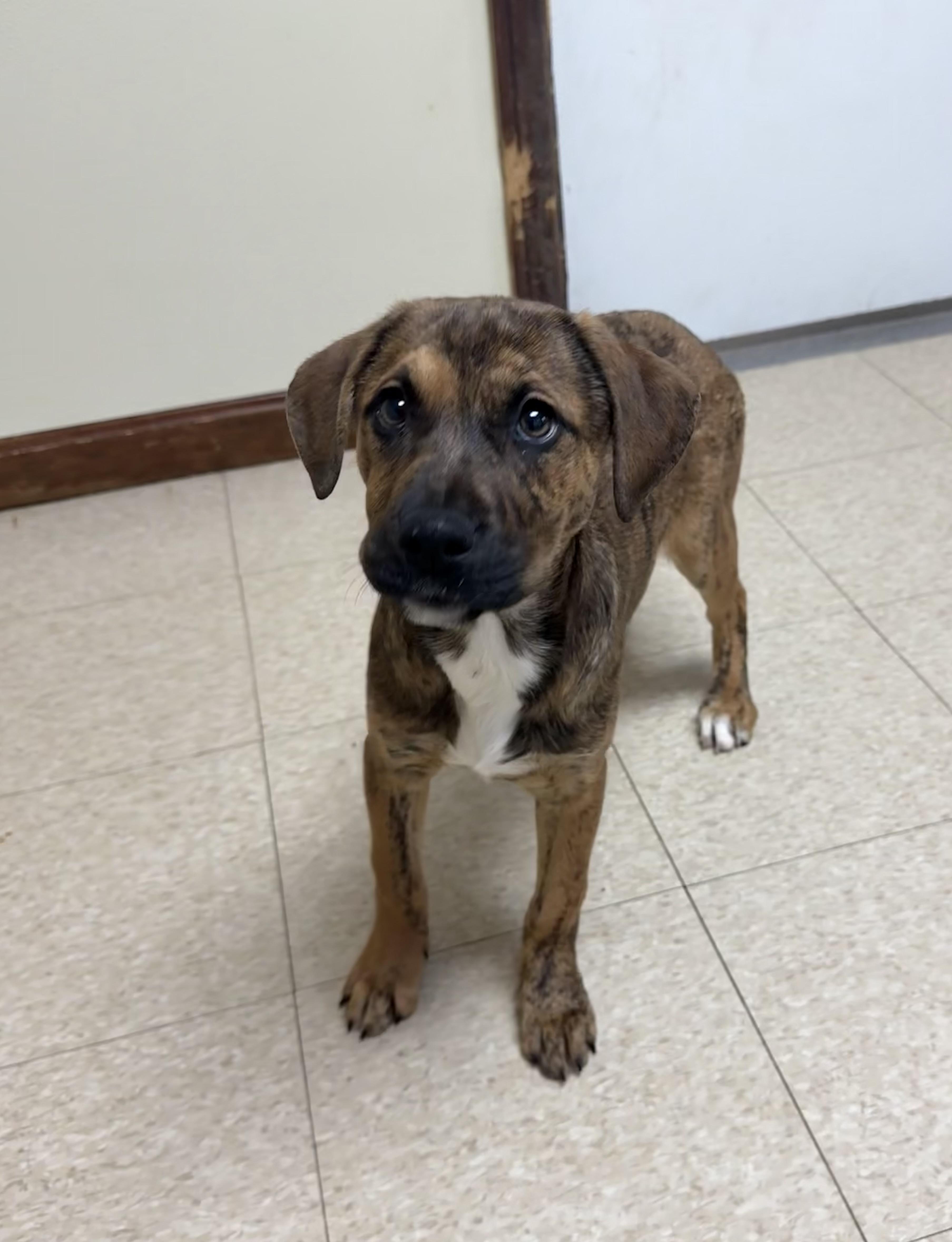 Enlarge Stormy , a ADOPTABLE mixed breed in Douglas, MA image 3/5