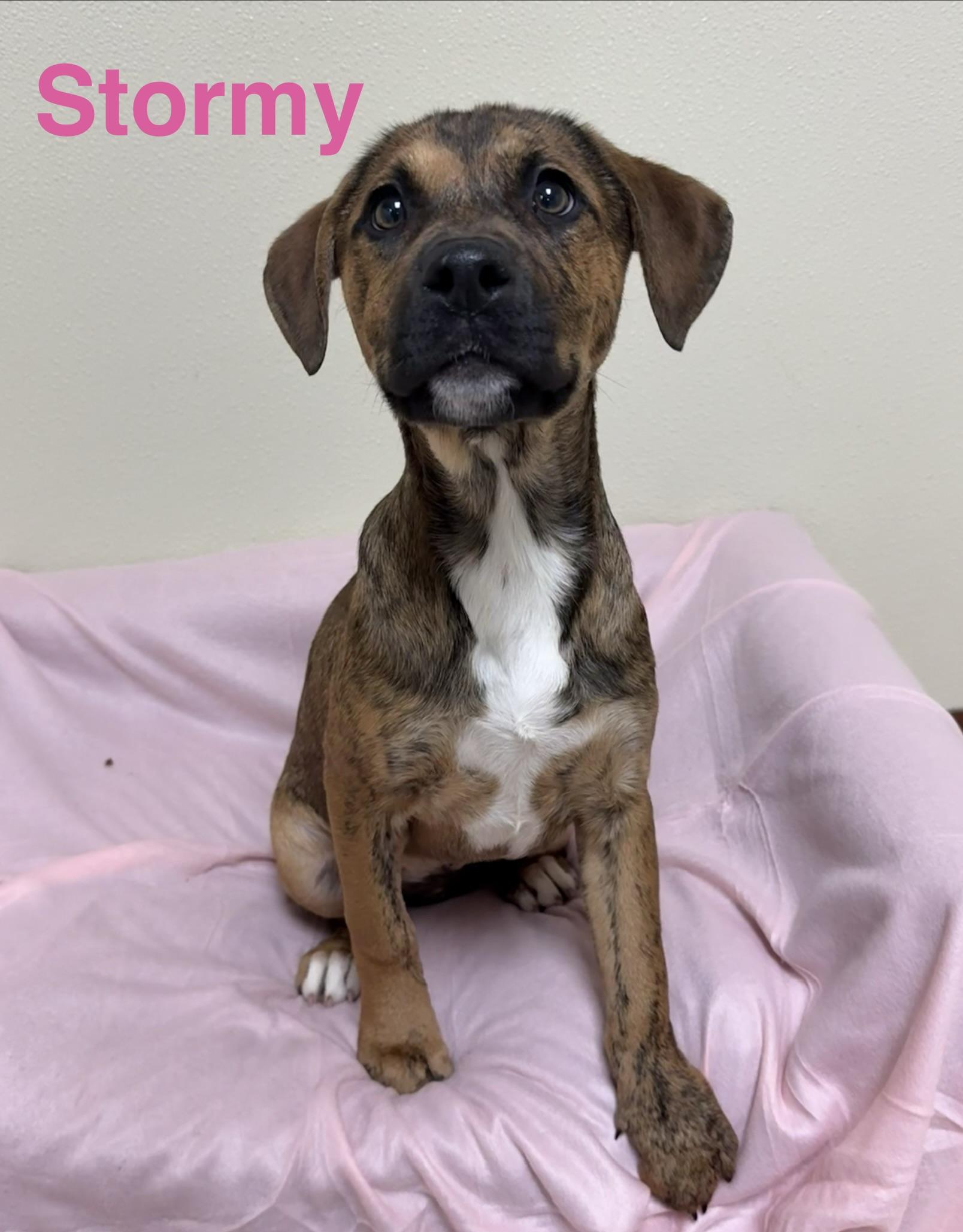 Stormy , ADOPTABLE, Puppy Female Mixed Breed.