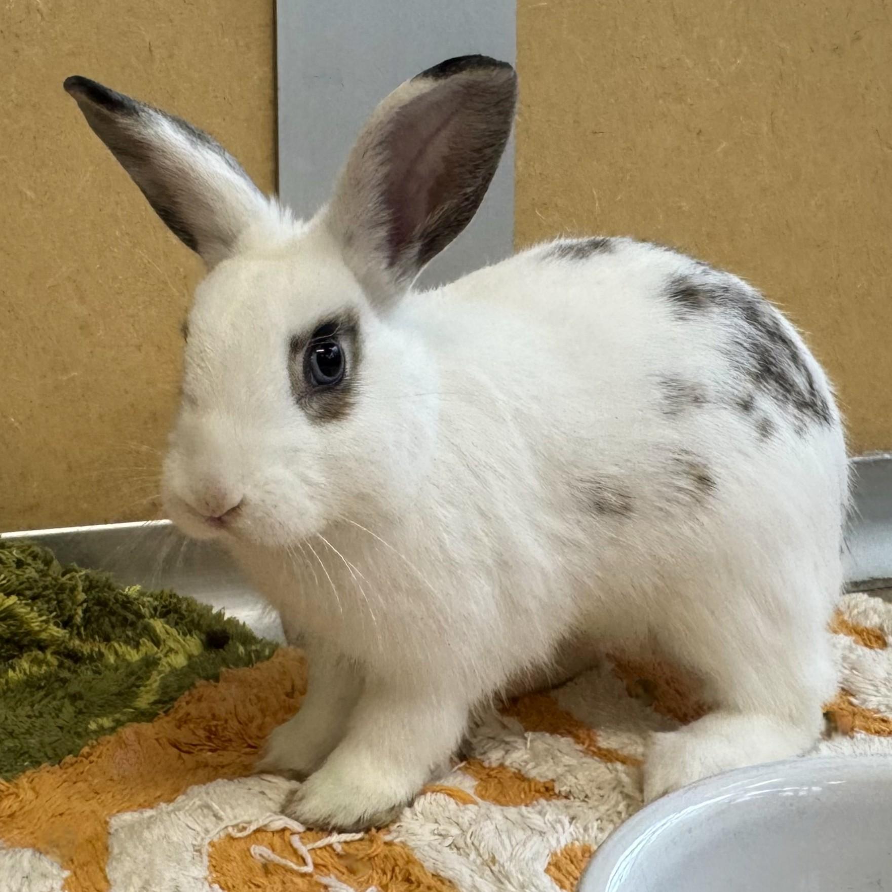 Rabbit