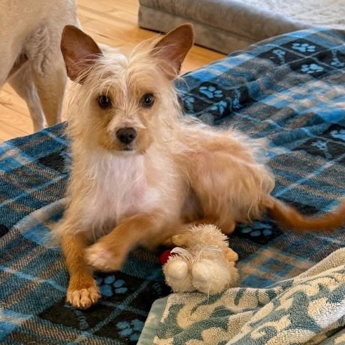 Biscuit , adopted, Puppy Male Chihuahua.