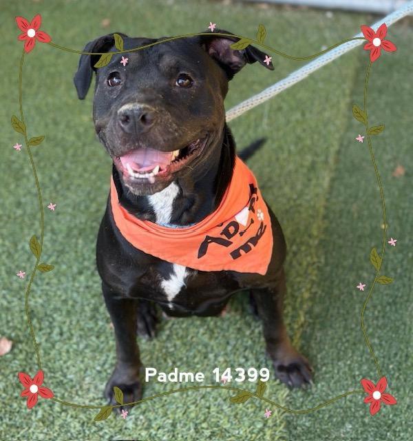 Padme(806), Adoptable, Adult Female Pit Bull Terrier.