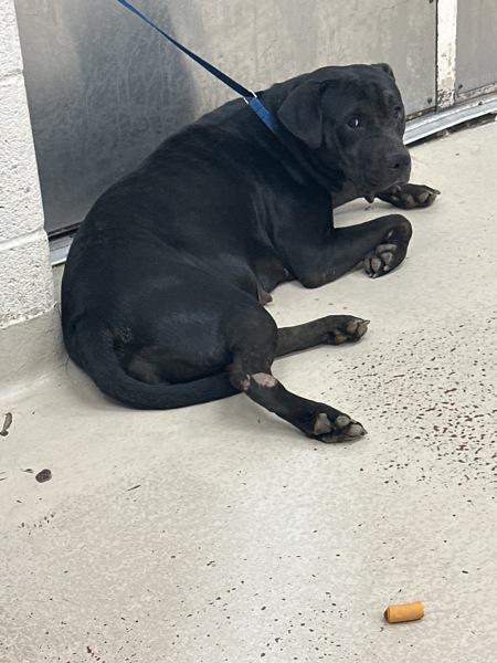 Enlarge Padme(806), a Adoptable mixed breed in Marietta, GA image 2/2