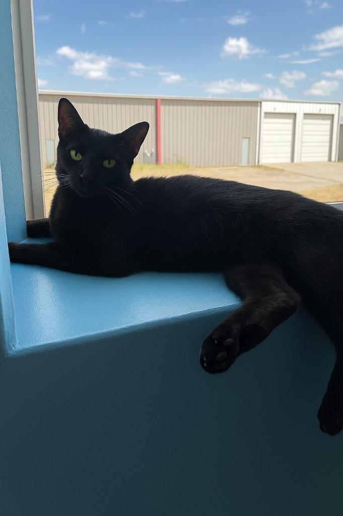 Hershey, a Adopted mixed breed in Corpus Christi, TX image 2/2