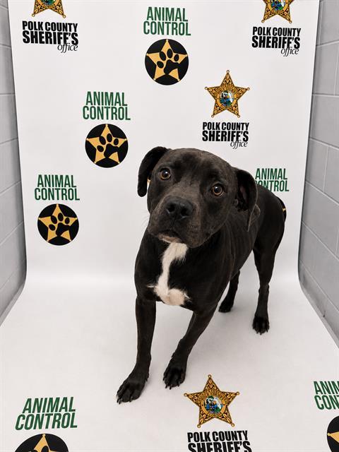 XADEN, Adoptable, Adult Male American Bulldog.