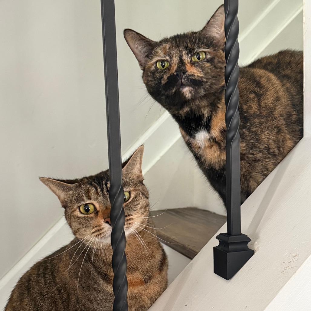 Macy — thumbnail 2