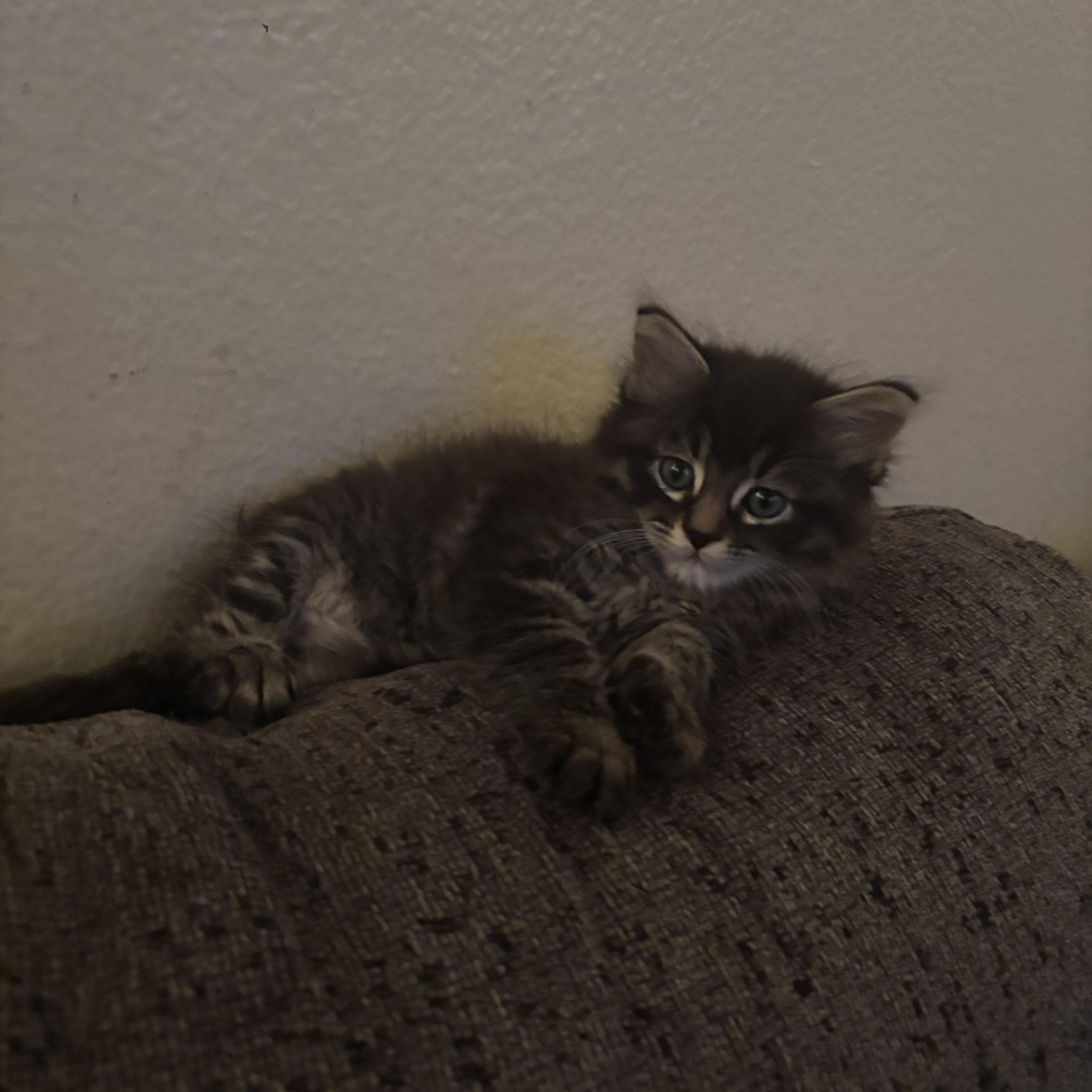 Enlarge Nico, a ADOPTABLE Domestic Long Hair in Costa Mesa, CA image 3/3