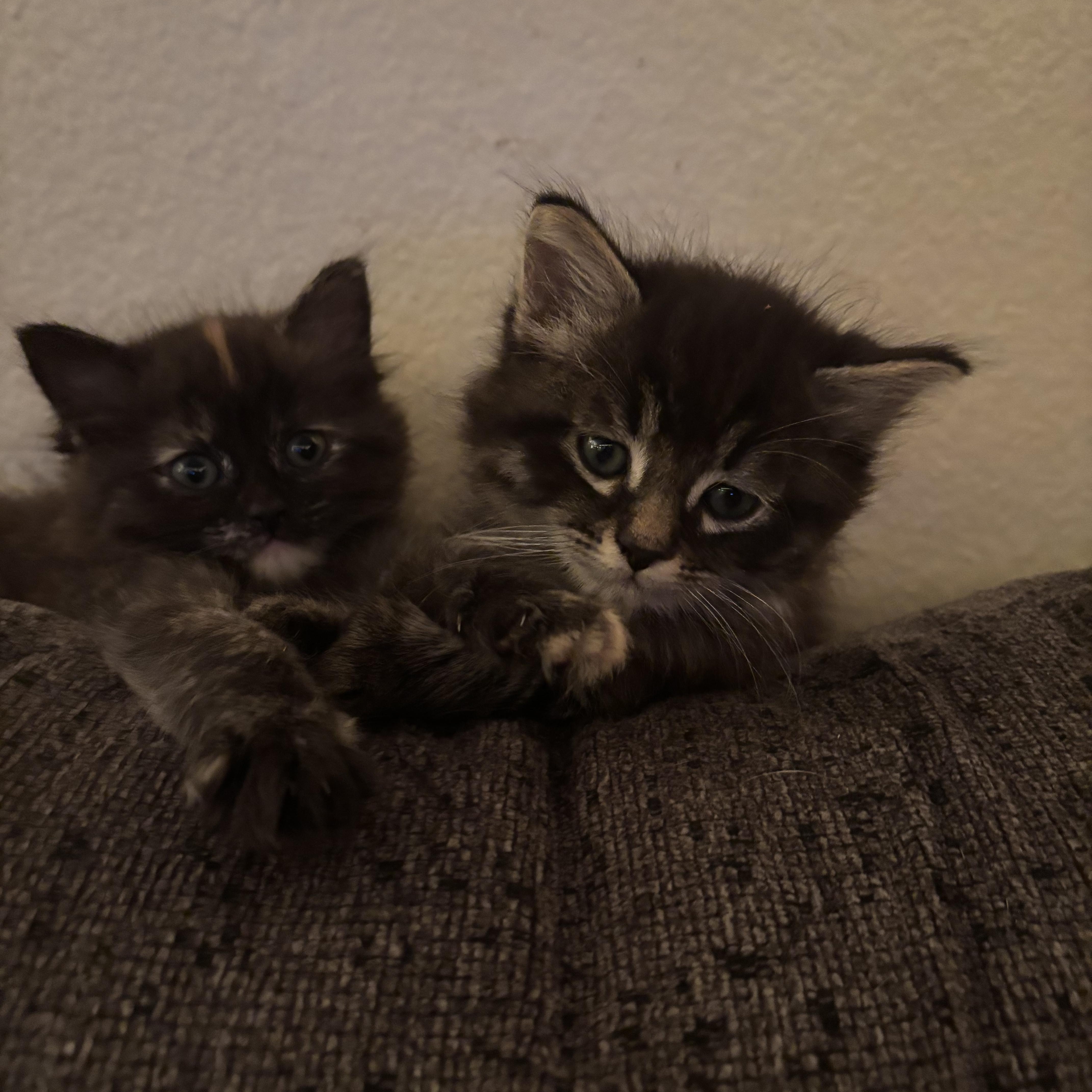 Nico, ADOPTABLE, Kitten Male Domestic Long Hair.