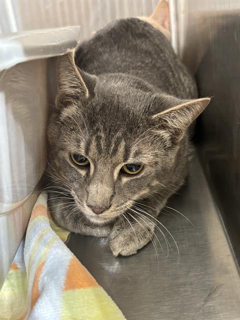 SMOKEY, Adoptable, Young Male Domestic Short Hair.