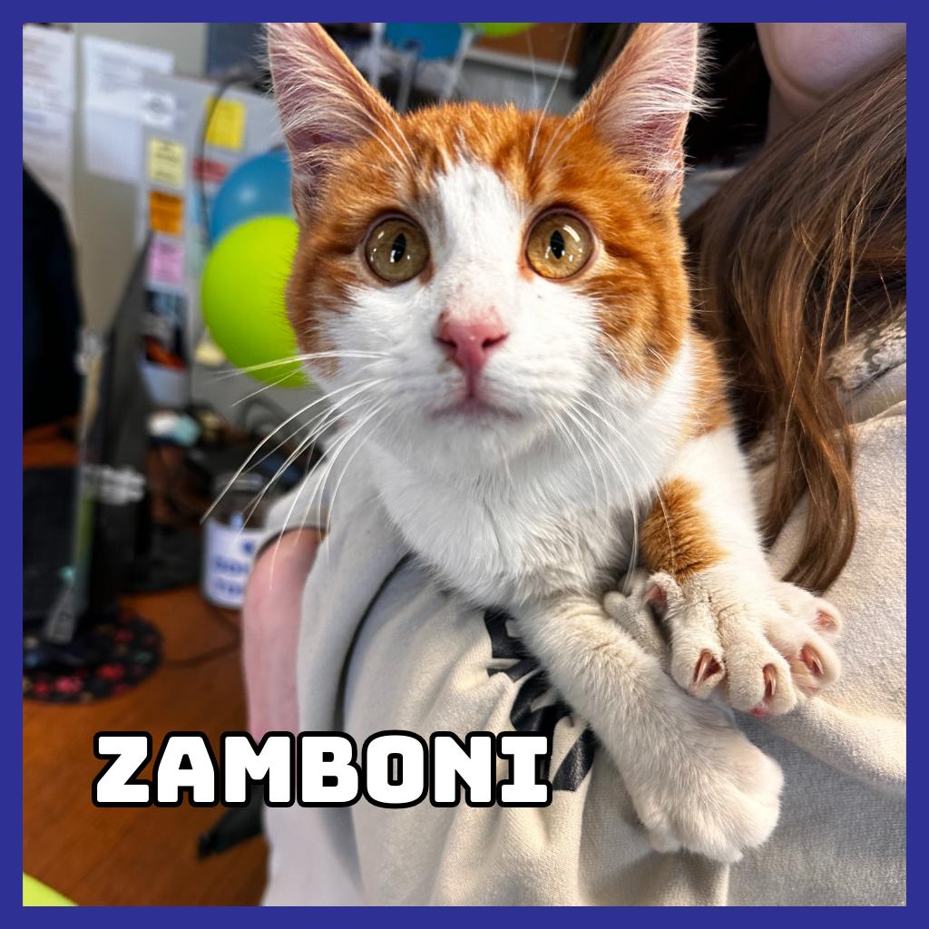 Zamboni, Adoptable, Young Male Domestic Short Hair.