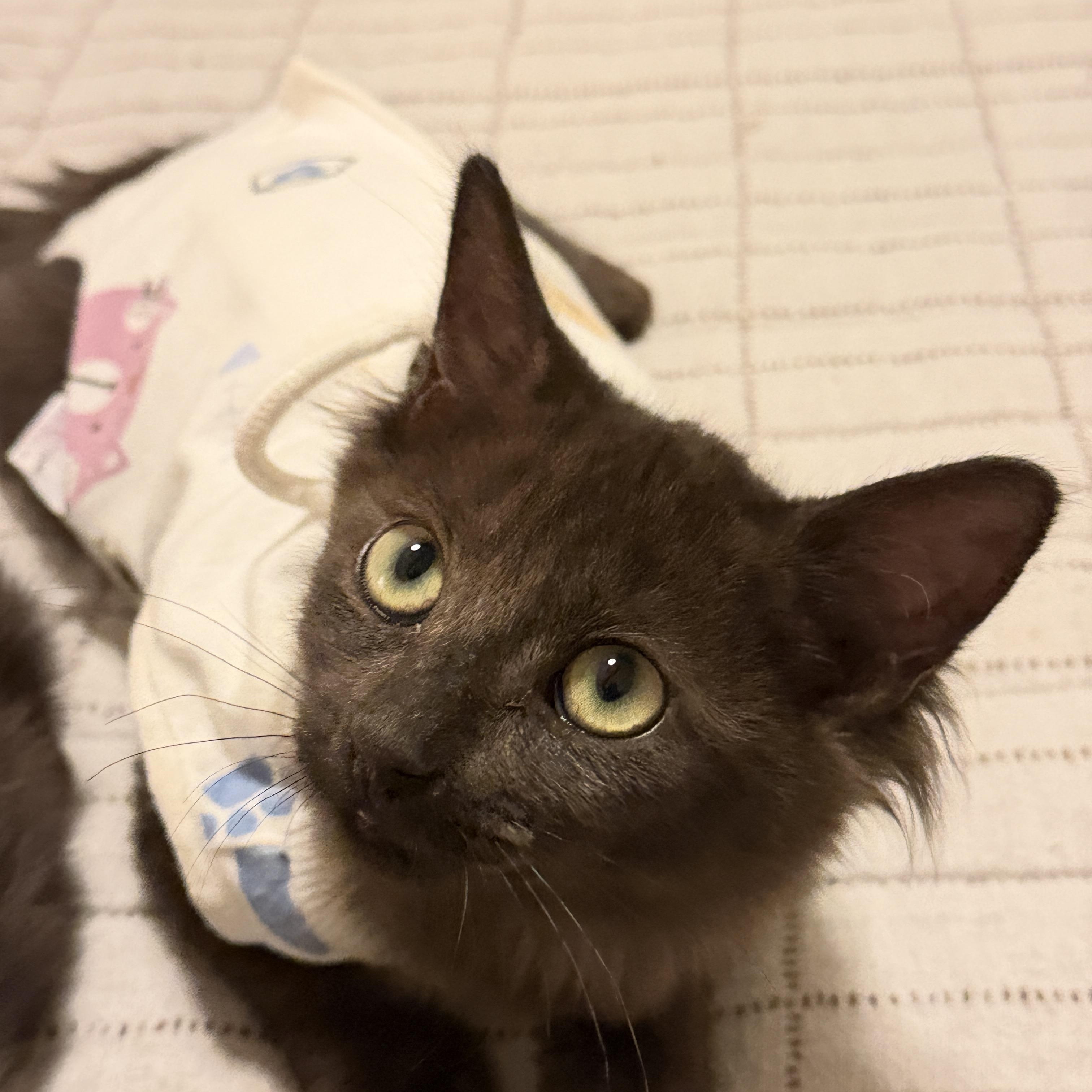 Enlarge Marmie, an adopted Domestic Medium Hair in Chandler, AZ image 4/5