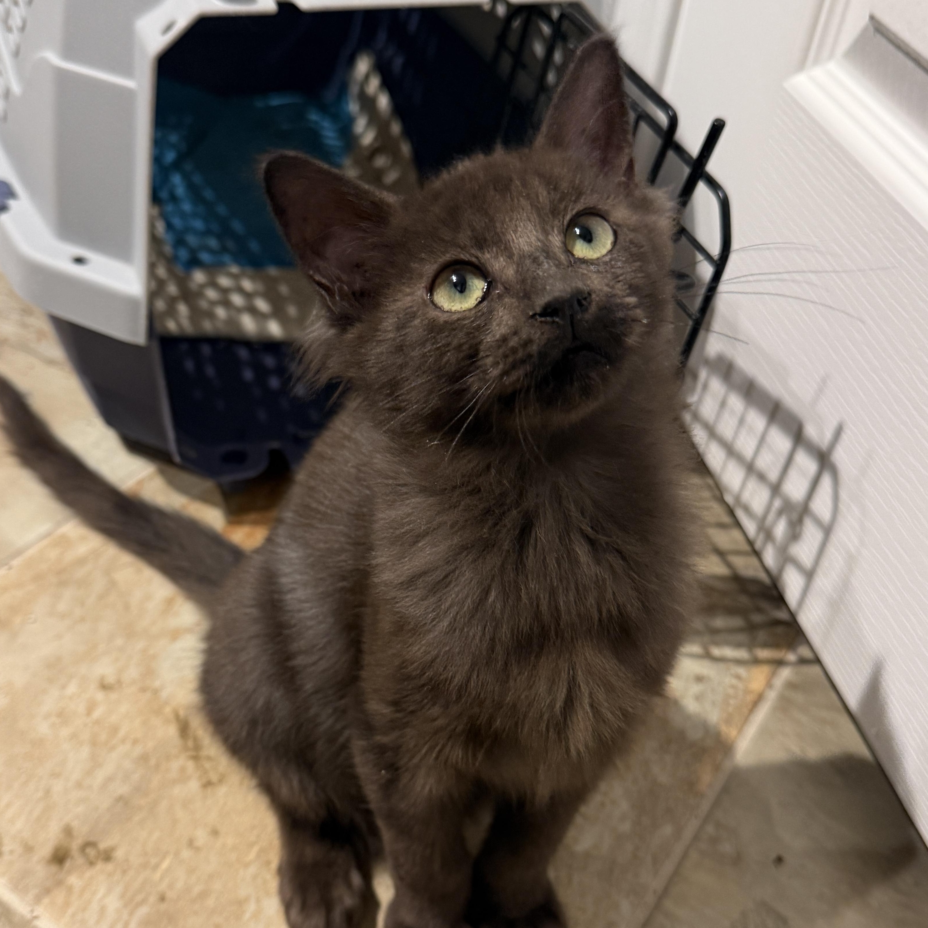 Enlarge Marmie, an adopted Domestic Medium Hair in Chandler, AZ image 3/5